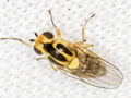 Thaumatomyia hallandica